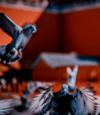 Pekin, Çin 'deki Yasak Şehir Meydanı' ndaki güvercinler. Pekin Yasak Şehri 'nde Kızıl Duvar' ın önünde uçan güvercinler. Resimdeki plaketin Çince çevirisi: Meridian Kapısı.