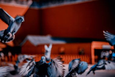 Pekin, Çin 'deki Yasak Şehir Meydanı' ndaki güvercinler. Pekin Yasak Şehri 'nde Kızıl Duvar' ın önünde uçan güvercinler. Resimdeki plaketin Çince çevirisi: Meridian Kapısı.