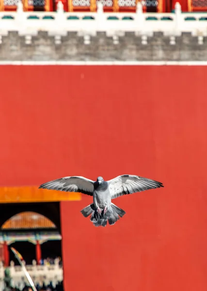 Pigeons on the Forbidden City Square in Beijing, China. Pigeons flying in front of the Red Wall in Beijing Forbidden City. Chinese translation of the plaque in the picture: Meridian Gate.