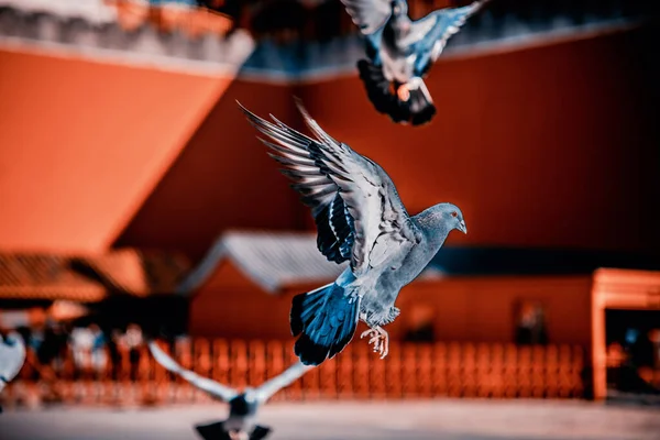 Pigeons on the Forbidden City Square in Beijing, China. Pigeons flying in front of the Red Wall in Beijing Forbidden City. Chinese translation of the plaque in the picture: Meridian Gate.