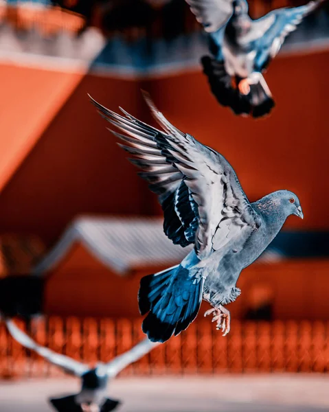 Gołębie Zakazanym Rynku Miasta Pekinie Chiny Gołębie Latające Przed Czerwonym — Zdjęcie stockowe