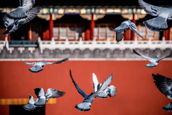 Pigeons on the Forbidden City Square in Beijing, China. Pigeons flying in front of the Red Wall in Beijing Forbidden City. Chinese translation of the plaque in the picture: Meridian Gate.