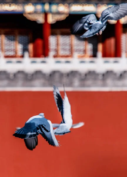 Pigeons on the Forbidden City Square in Beijing, China. Pigeons flying in front of the Red Wall in Beijing Forbidden City. Chinese translation of the plaque in the picture: Meridian Gate.