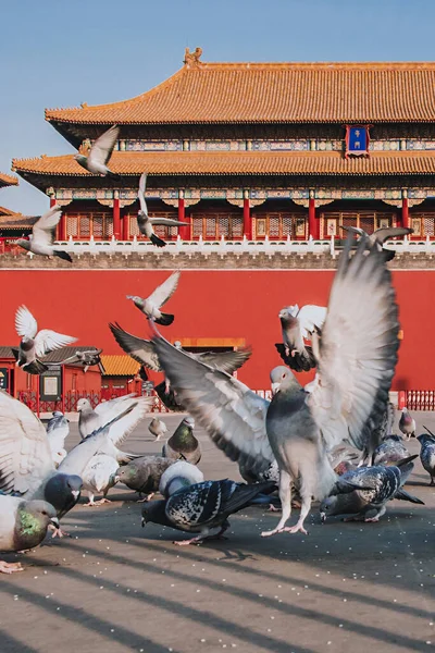 Pigeons Sur Place Cité Interdite Pékin Chine Pigeons Volant Devant — Photo