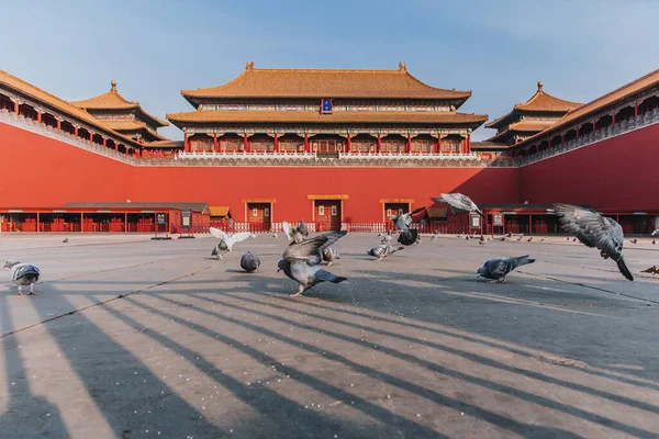 Pigeons on the Forbidden City Square in Beijing, China. Pigeons flying in front of the Red Wall in Beijing Forbidden City. Chinese translation of the plaque in the picture: Meridian Gate.