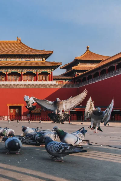 Pigeons on the Forbidden City Square in Beijing, China. Pigeons flying in front of the Red Wall in Beijing Forbidden City. Chinese translation of the plaque in the picture: Meridian Gate.