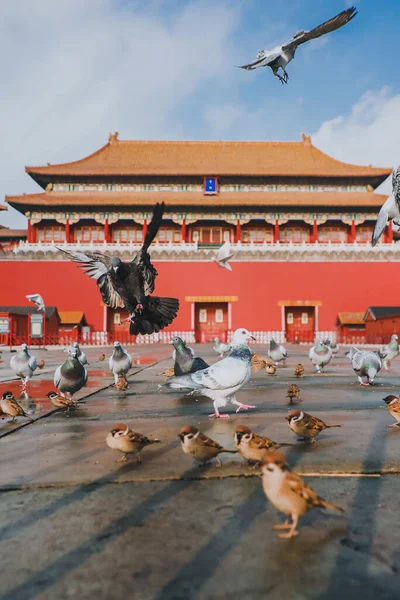 Pigeons Sur Place Cité Interdite Pékin Chine Pigeons Volant Devant — Photo