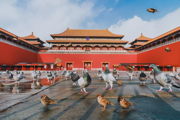 Pigeons on the Forbidden City Square in Beijing, China. Pigeons flying in front of the Red Wall in Beijing Forbidden City. Chinese translation of the plaque in the picture: Meridian Gate.