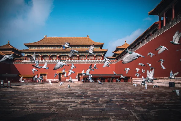 Pigeons on the Forbidden City Square in Beijing, China. Pigeons flying in front of the Red Wall in Beijing Forbidden City. Chinese translation of the plaque in the picture: Meridian Gate.