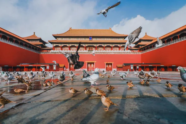 Pigeons Sur Place Cité Interdite Pékin Chine Pigeons Volant Devant — Photo