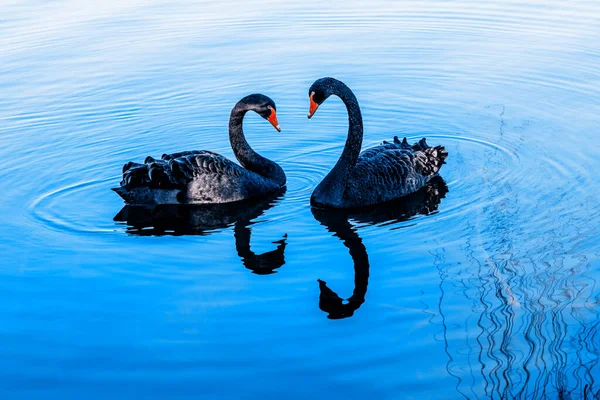 Par Cisnes Negros Jugando Lago Azul — Foto de Stock