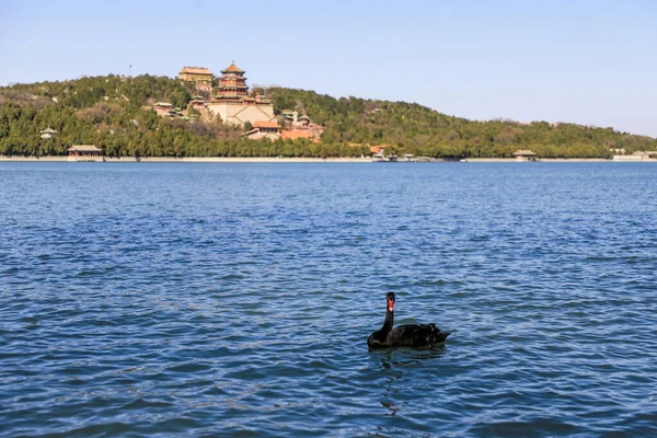 Black swan in Kunming Lake, Summer Palace, Beijing, China.