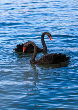 A pair of black swans playing in the blue lake clipart