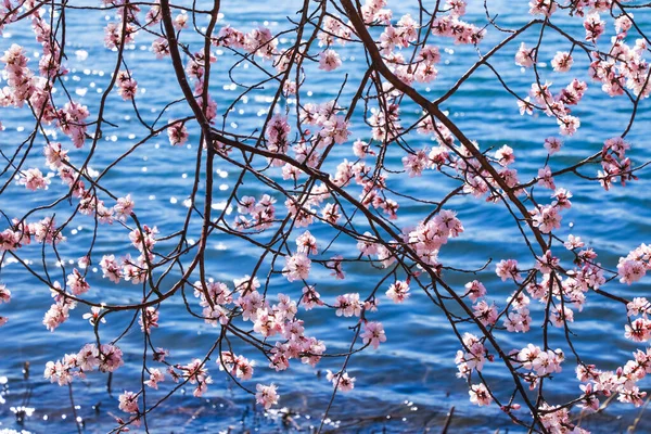 Pink cherry blossoms on blue water.Pink and white flowers blooming on the blue lake in spring