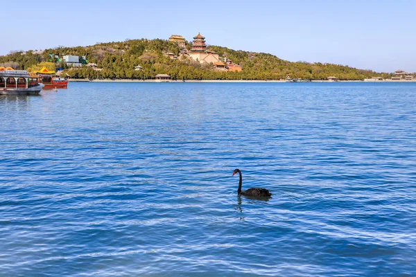 Cisne Negro Kunming Lake Palacio Verano Pekín China — Foto de Stock