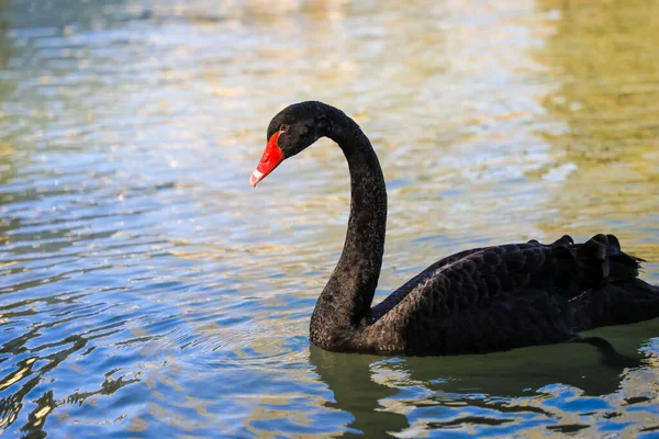 A black swan moored in the blue lake . A black swan on blue water.