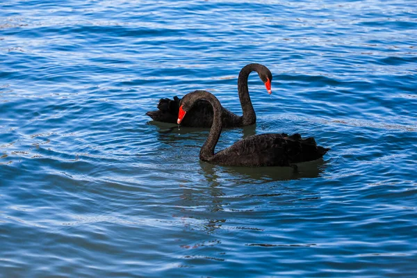 Par Cisnes Negros Jugando Lago Azul — Foto de Stock