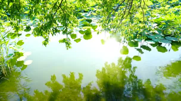 Reflexion Und Reflexion Des Grünen Sees Sommer Beijing Sommerpalast See — Stockvideo