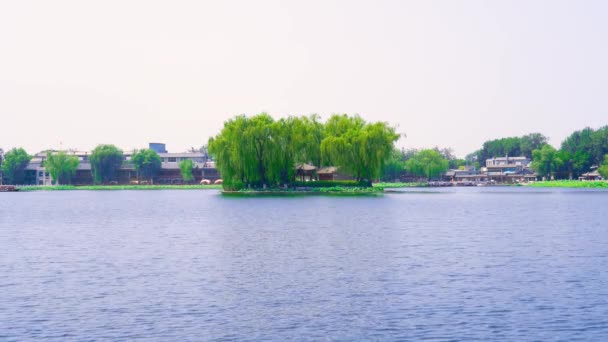 Lake Island Shichahai Pequim China Salgueiros Oscilam Verão Shichahai Pequim — Vídeo de Stock