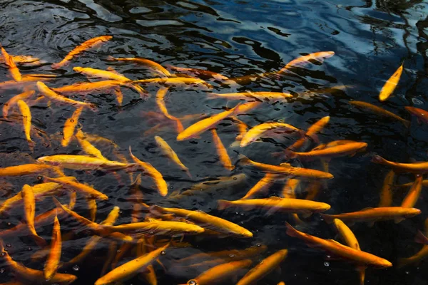 gold and black fish swim in the water