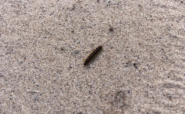 kumda sürünen tüylü tırtıl