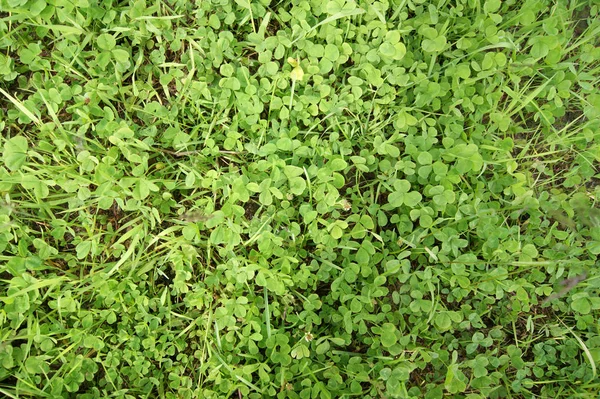 alan yeşil yonca ile serpilir