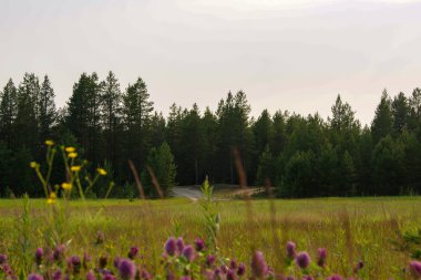 çam ormanı ve çiçek tarlası