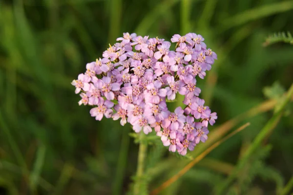 yeşil çim bir arka plan üzerinde pembe yarrow yakın çekim