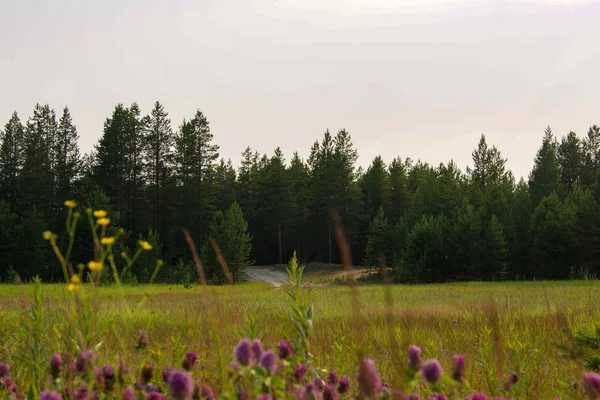 çam ormanı ve çiçek tarlası