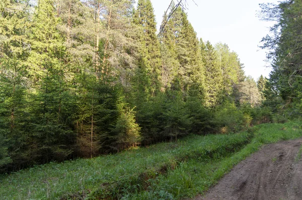 Små Träd Växer Längs Vägen — Stockfoto