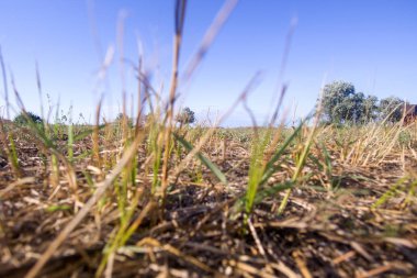 çimenler aracılığıyla alanın görünümü