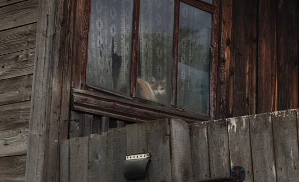 kedi eski evde cam arkasında oturuyor