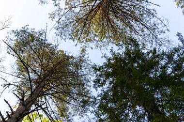 iğne yapraklı ağaçların dalları ile gökyüzü