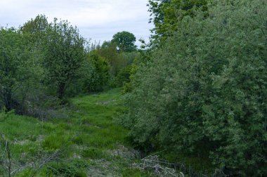 alacakaranlıkta bir vadide ağaçlar
