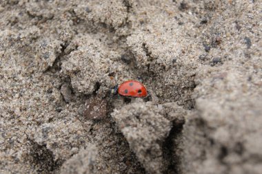 Kumda sürünen uğur böceği.