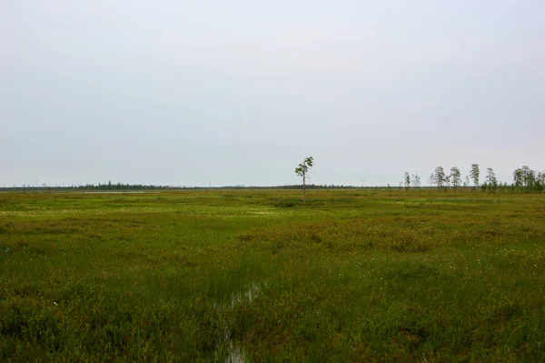 Énorme Marais Été Dans Nord Russie — Photo