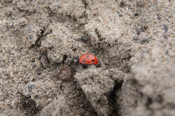 Kumda sürünen uğur böceği.