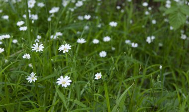 Ormanda beyaz bahar çiçekleri