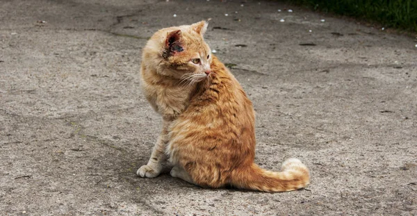 Werf rode kat zittend op de stoep — Stockfoto