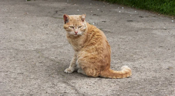 Werf rode kat met een geslagen oor — Stockfoto