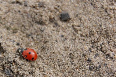 Kumda sürünen uğur böceği.