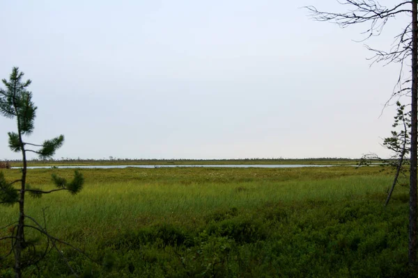 Huge Swamp North — Stock Photo, Image