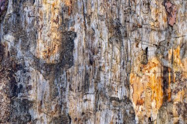 Ağaç kabuğu arkaplanı, doku doğal arkaplan kağıdı yakın plan