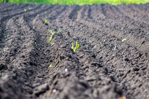 Teeltperceel Voor Het Planten Van Aardappelen — Stockfoto