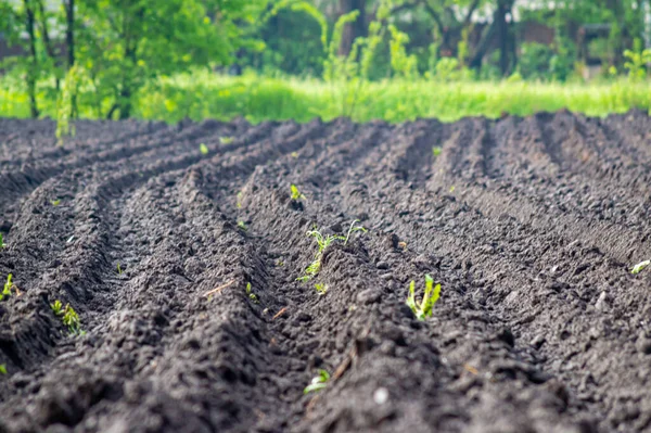 Teeltperceel Voor Het Planten Van Aardappelen — Stockfoto