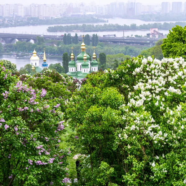 Kyiv Ukraine Május 2019 Panoráma Kilátás Orgona Virágok Hryshko Nemzeti — Stock Fotó