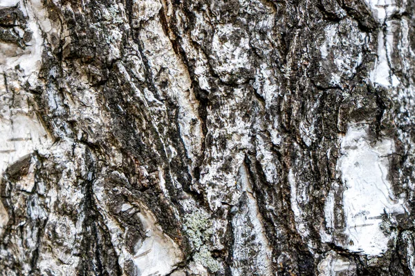 Tree Bark Background Texture Natural Background Paper Close — Stock Photo, Image