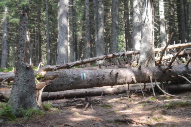 Ukrayna 'nın en yüksek Karpat dağı Hoverla' ya giden yol, 20 Ağustos 2018 'de Ukrayna' nın Karpat Dağları 'nda bulutlu bir yaz günü..