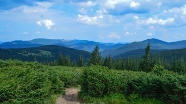 Karpat Dağları, Ukrayna: Bulutlu bir yaz gününde Ukrayna 'nın en yüksek dağı Hoverla' ya giden yol