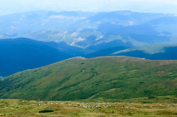 Herd Sheep Way Hoverla Carpathian Mountains Ukraine Horizontal Outdoors Shot — Stock Photo, Image